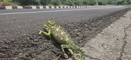 Indian Chameleon