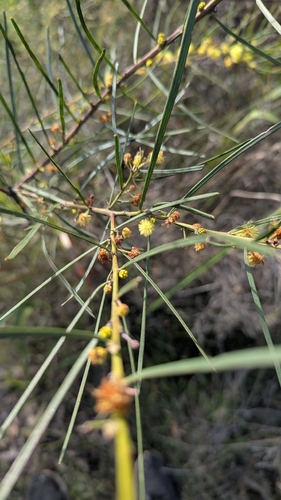 swamp wattle