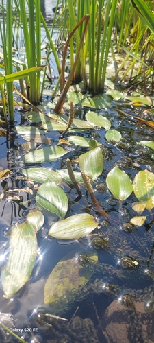Longleaf Pondweed