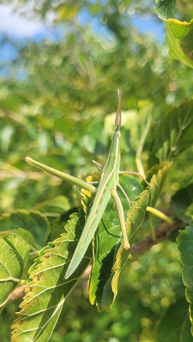 Mediterranean Slant-faced Grasshopper