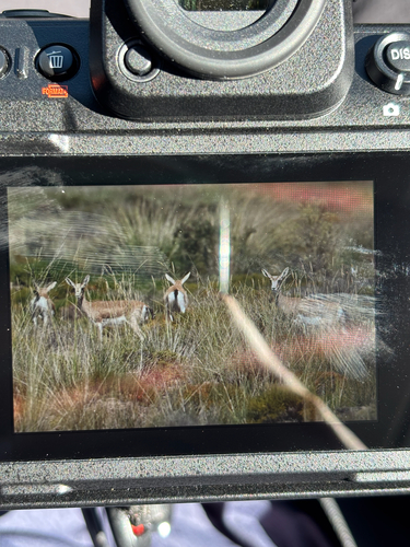 Goitered Gazelle