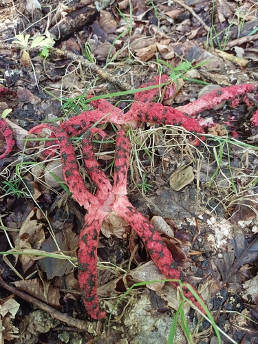 devil's-fingers