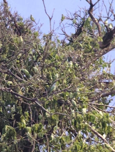 Rose-ringed Parakeet