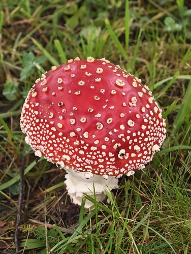 Fly Agaric