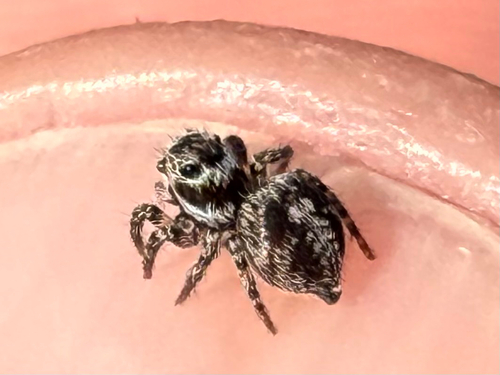 V-Signed Jumping Spider