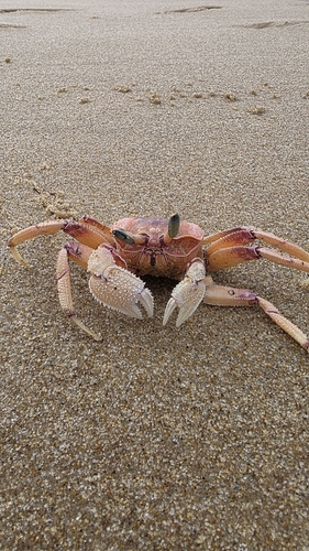 Pink Ghost Crab