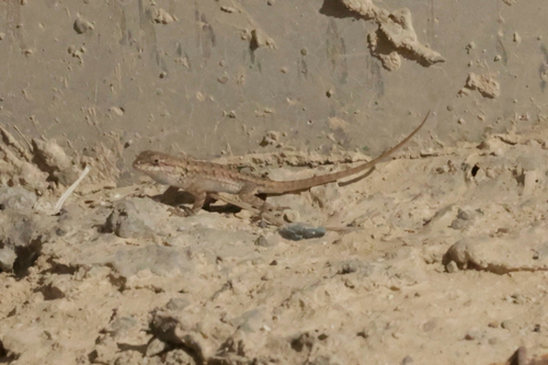 Western Fence Lizard