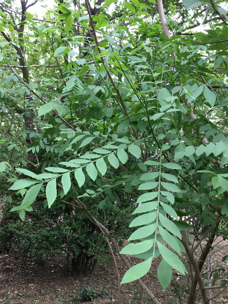 red mombin from Nosara, Nicoya, Guanacaste, CR on May 9, 2020 at 03:37