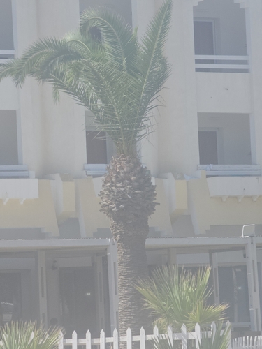 Canary Island palm