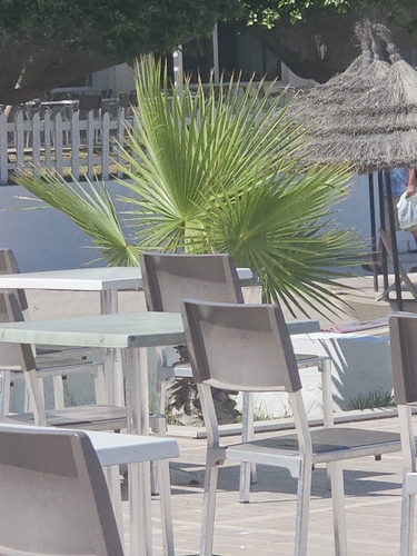 Mexican Fan Palm