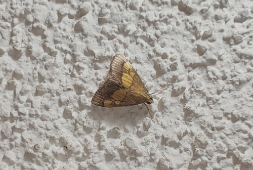 Dark Bordered Pearl
