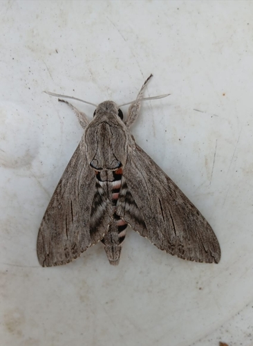 Convolvulus Hawkmoth