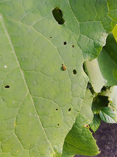 Phrynocaria perrotteti