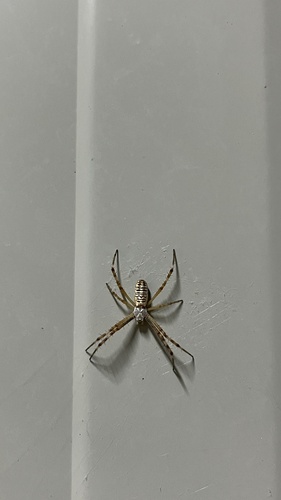 Wasp Spider
