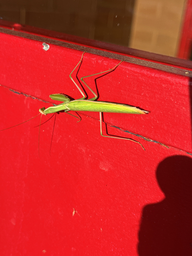 European Mantis