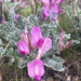 Astragalus utahensis - Photo (c) kristenpmb, כל הזכויות שמורות