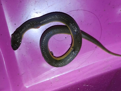 Murphy's Mud Snake
