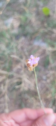 Proliferous Pink