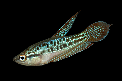 Sparkling Gourami