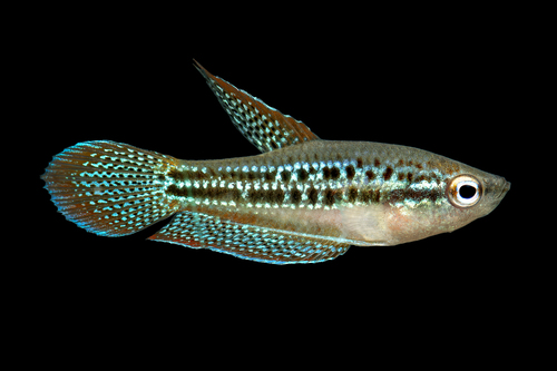 Sparkling Gourami
