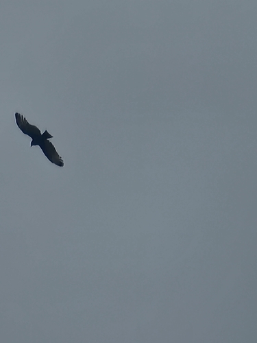 Brown Snake-Eagle