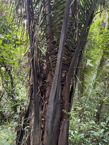 Cohune Palm