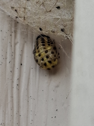 22-spot Ladybird