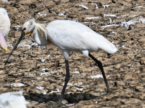 Eurasian Spoonbill