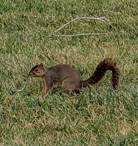 Eastern Fox Squirrel