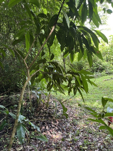 Allspice