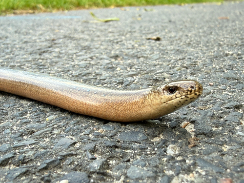 Common Slowworm