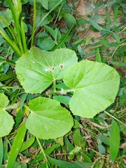 Cucumis melo image