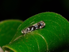 Holophysis emblemella