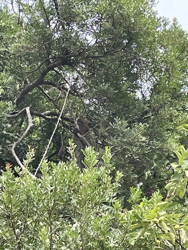 Barbary Macaque