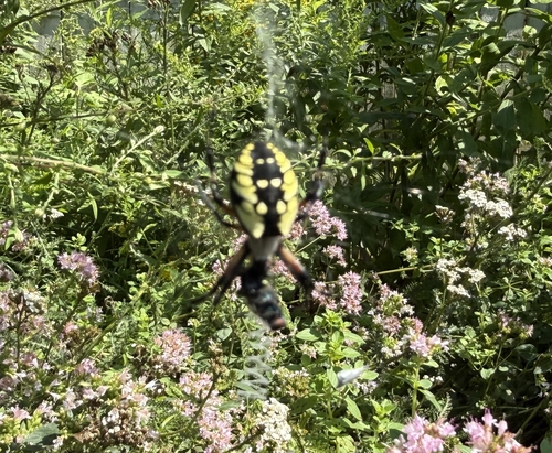 Yellow Garden Spider