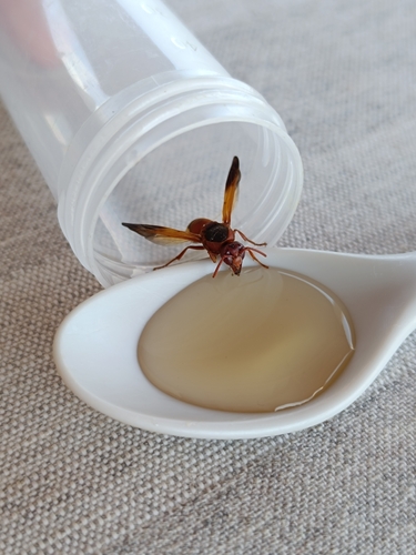 Rhynchium oculatum