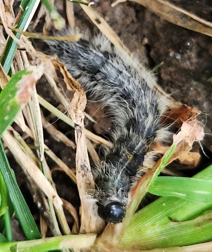 Walnut Caterpillar Moth