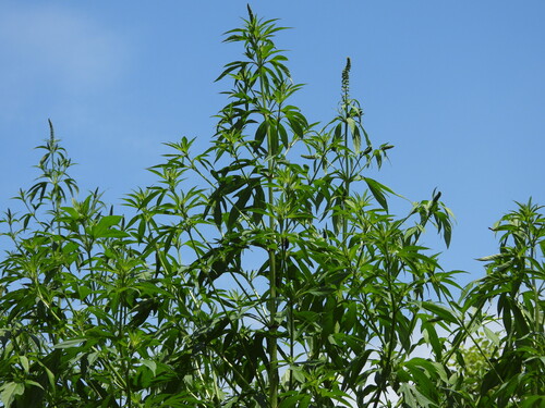 giant ragweed