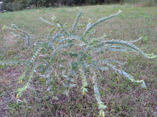 Lesser Honeywort