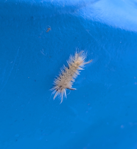 Banded Tussock Moth