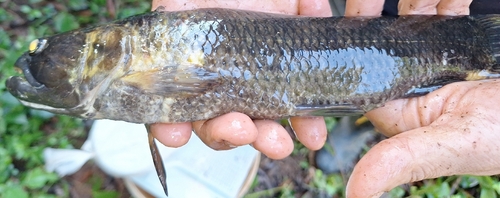 Southern Wolffish