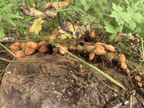 Sheathed Woodtuft