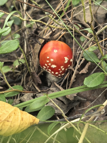 Fly Agaric