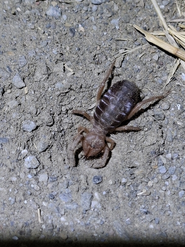 Iberian Solifugid