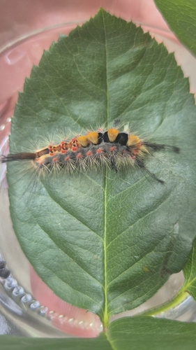 Rusty Tussock Moth