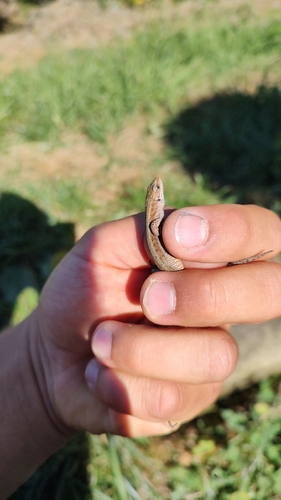 Viviparous Lizard