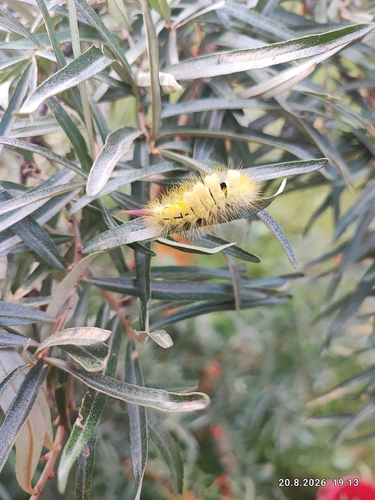 Pale Tussock Moth