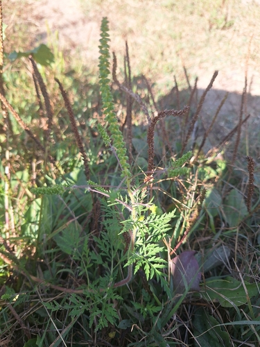 common ragweed