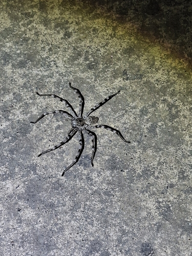 Eusparassus dufouri