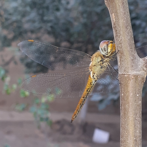 Wandering Glider